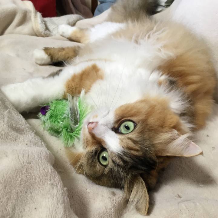 7cfbfc23 4ca4 464a 919c 10892ae81c02 1572421321836