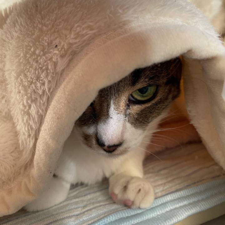 7cfcb8c5 0b73 4b40 909e e94a2479a025 1606440850686