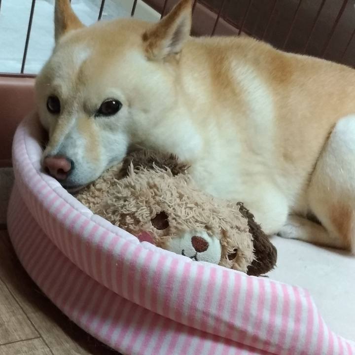 7cfdd8d8 acf2 41e3 8a38 10dbaa07efed 1595509186723