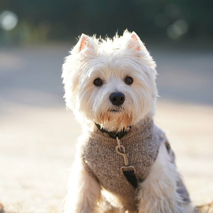 7cfe680f 011e 4115 bdc2 1f5f01fe1a31 1513693572422