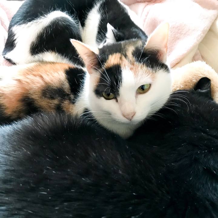 7cff1345 9a81 4072 a9f9 ca0791920475 1516074274078