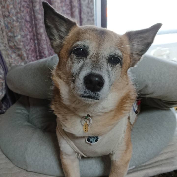 7d00a46c c151 403f a18a a9eb59d5e3fd 1552745521781