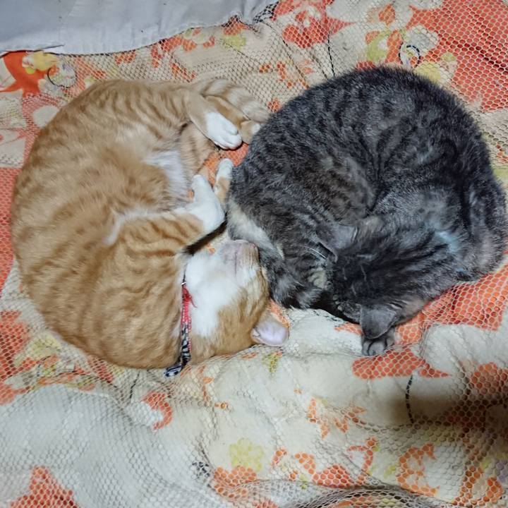 7d018b96 6691 4723 a7df bf4878ae8bab 1571580253779