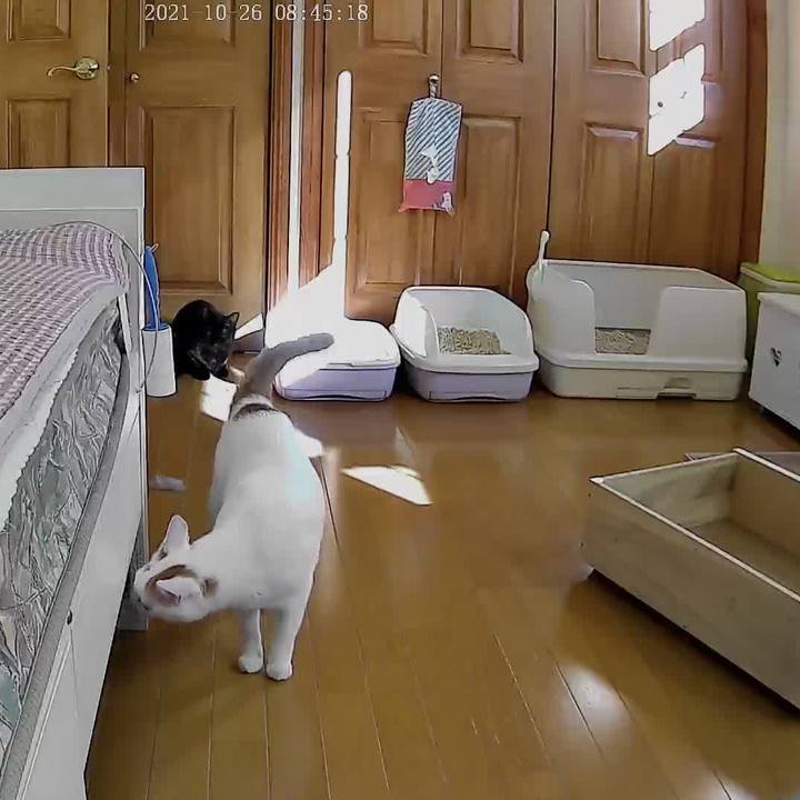 7d029a19 8853 49e1 93d1 7ad3ef124ece 1635254146067