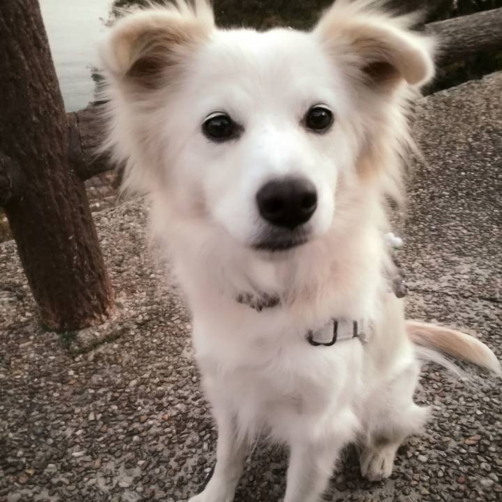 7d086b07 4a42 4f09 aeb5 49763d4049ec 1513674089670