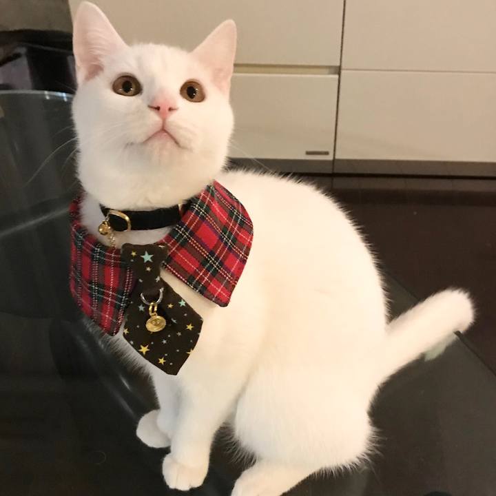 7d08ca9c b440 4399 9b9e e074d935fdd9 1577192163544