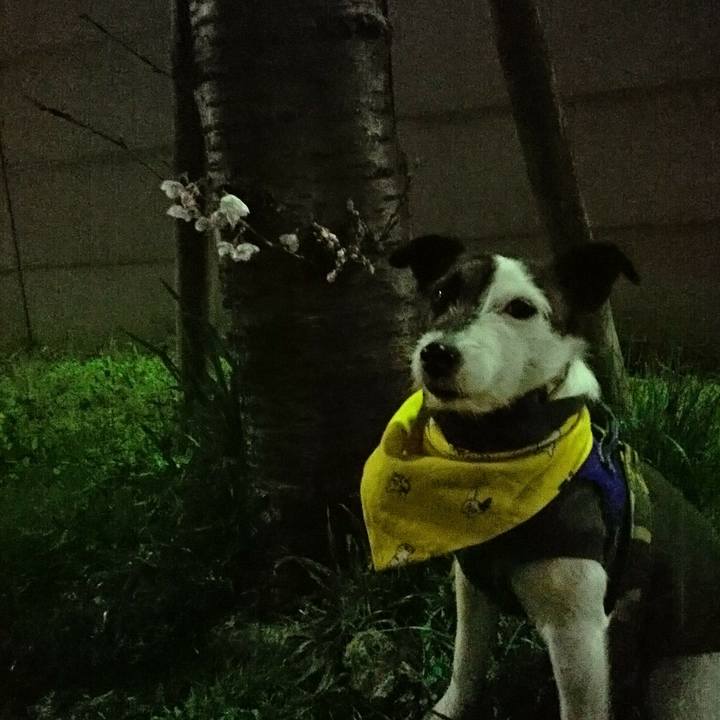 7d0d1ba3 435a 45bb 8024 b75c48a8e772 1521803962626