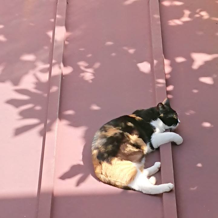 7d0d9ad4 8ba9 4a41 b365 0dd2c3156dc1 1538788039962