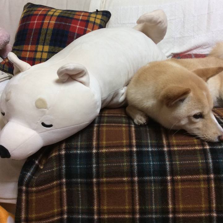 7d0f6a83 c351 4a96 a24c 056f10bed25b 1511785019522