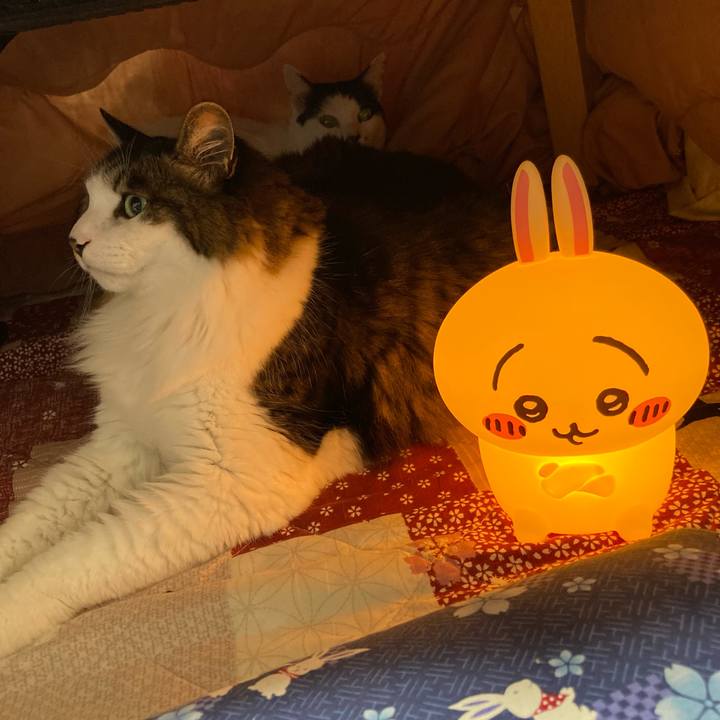 7d105e13 0474 4d77 b212 6c4c70714f98 1767737489878