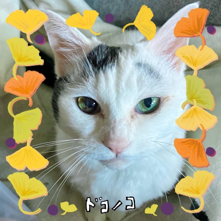 7d1735e5 cc0c 43c4 94fb 70b2c7ccb0db 1729406730598