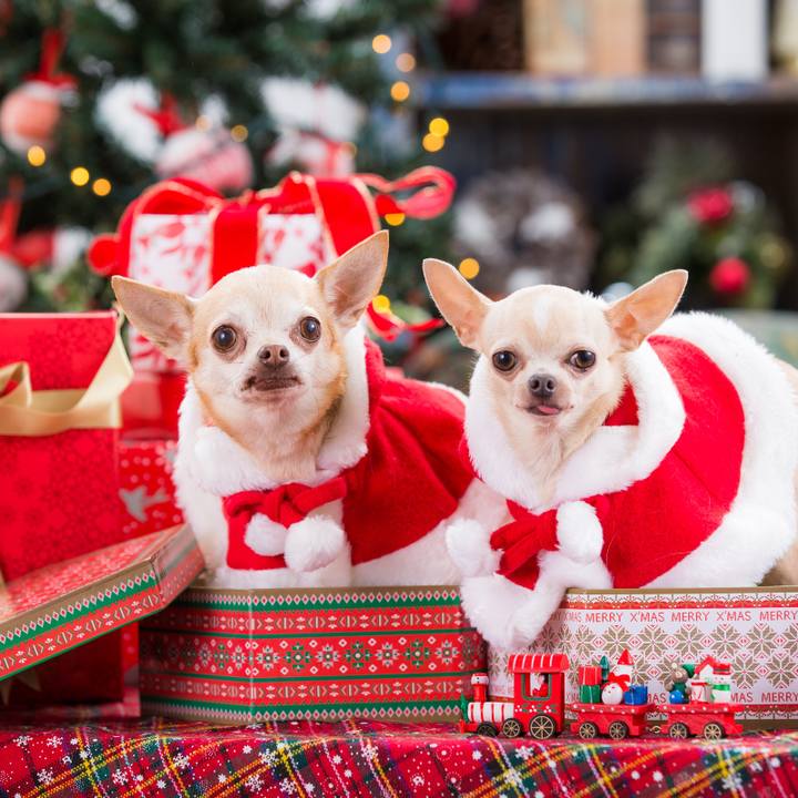 7d19dd9d 0a67 4507 bb6d 28fa23a53e84 1513592953552