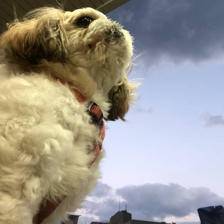 7d1a6a2b b8ca 4f54 966f c4a208bed069 1543442361241