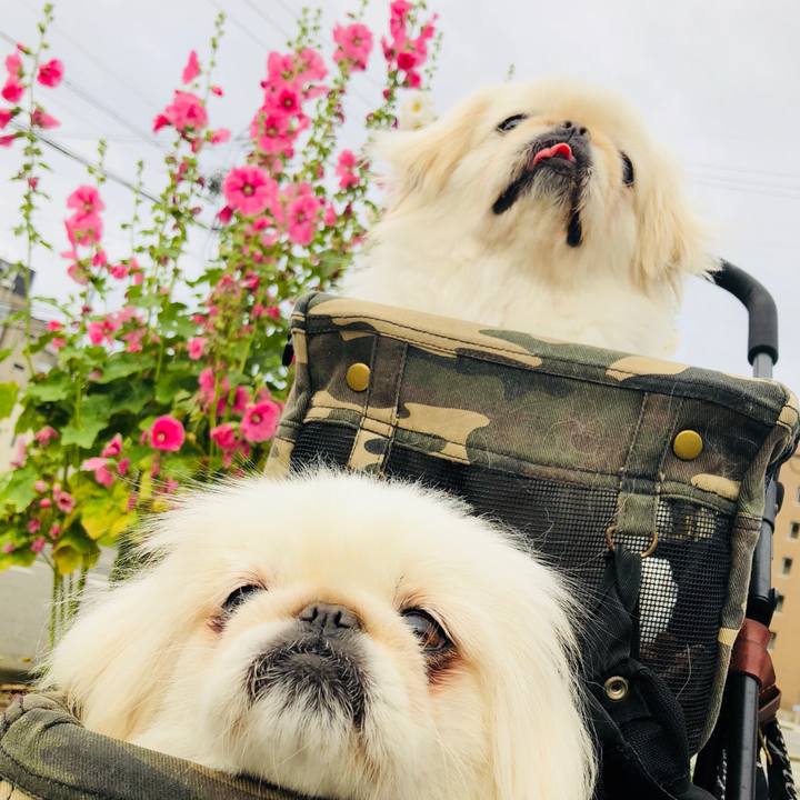 7d2232e6 7a46 412e bb5f 0ec8fc95994a 1590960256127