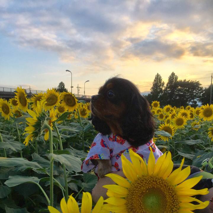 7d23138e d87a 4631 90fe bb0163e85869 1508828945261