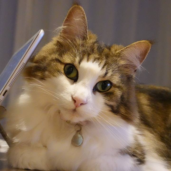 7d2d4bc5 3a15 49eb bdaf 4d731180c284 1595764303421