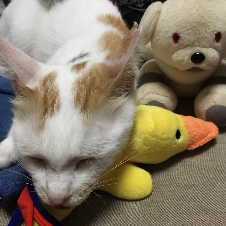 7d34d250 cf6a 493a 9897 2eb21fc8b573 1537098676156