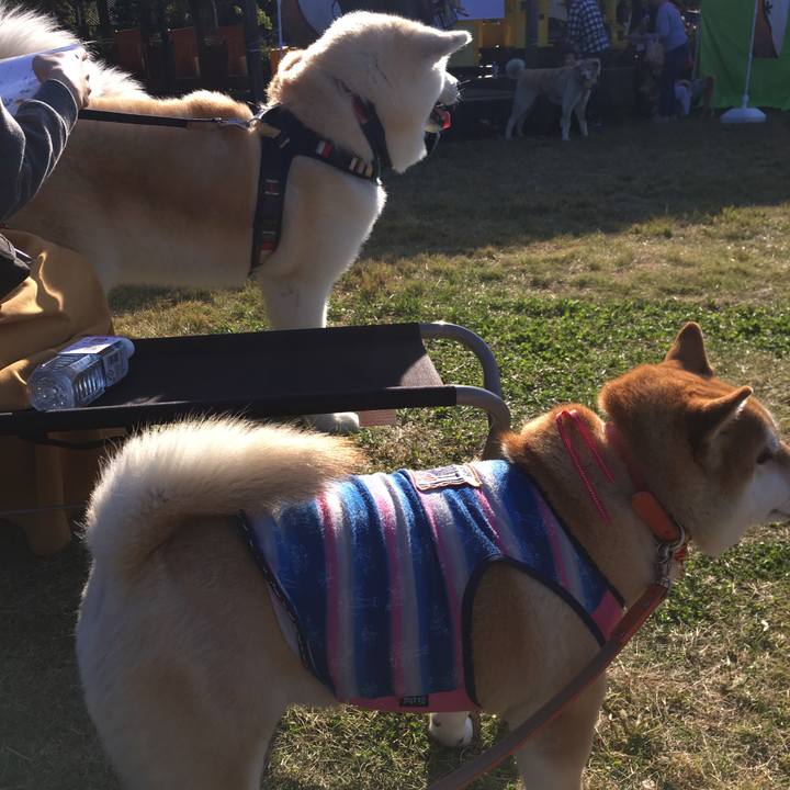 7d37c477 477c 4bc0 8e81 28a17e878360 1573918431852