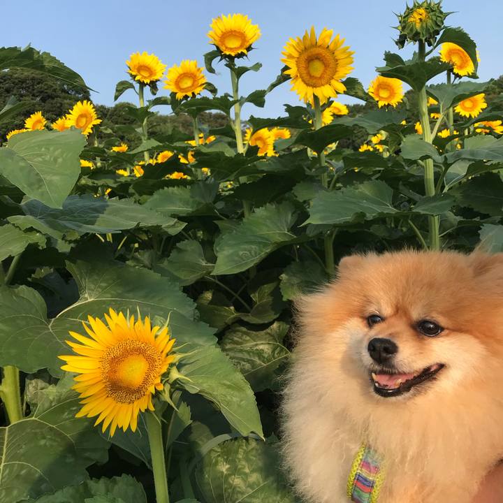 7d3f64ca a699 4d24 835c c42c6bc25ffc 1532218728906