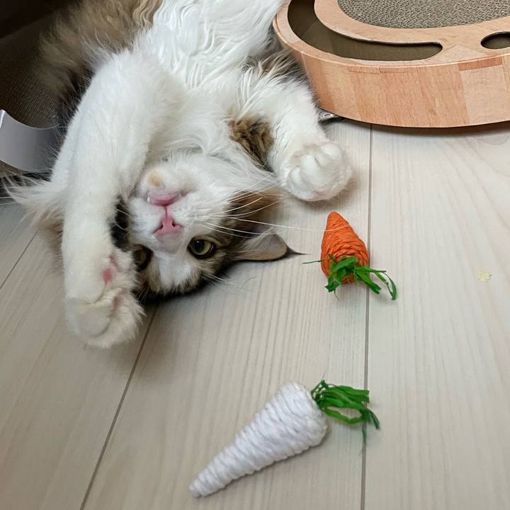 7d4740c0 a06f 47c7 a803 f019ea2d5e8f 1656367769901