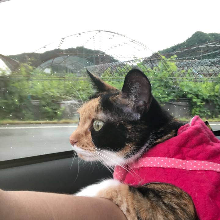 7d48e831 caba 4c74 bd72 f2b9bac99daa 1566276791061