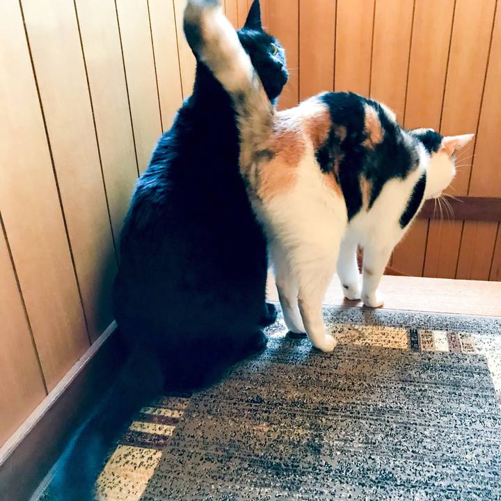 7d4ac74e 10b7 4ba7 88a1 d8fb421b5cda 1511360933323