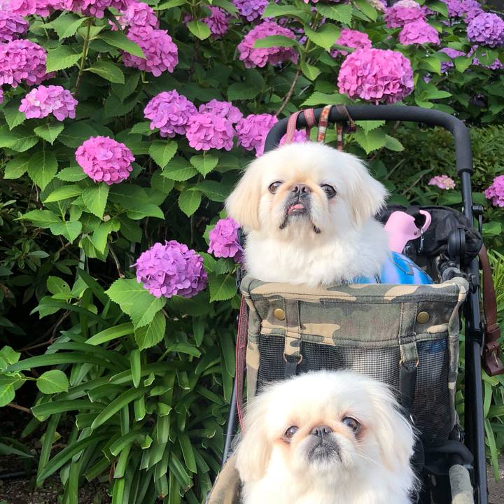 7d4dd300 2b31 467e 9bf4 5f30f96d1822 1560465266953