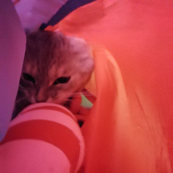 7d52ee58 543c 4dcd 8f9e 7b54554752cf 1532473541380