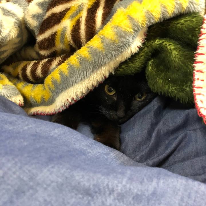 7d53317c 35fc 43d6 a76d 6c51ca3f6000 1513493816432