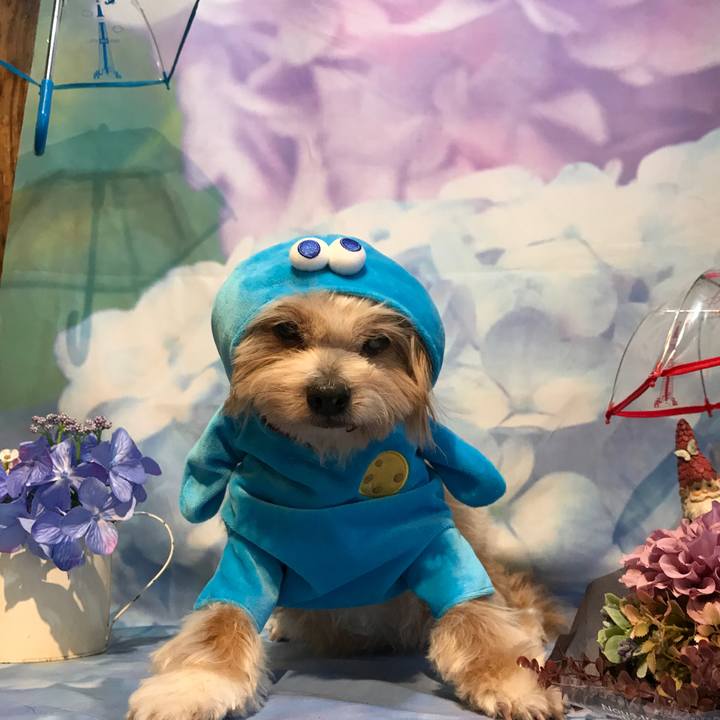 7d5fd548 87b8 4d92 b4ec ef052945d37f 1530632481189