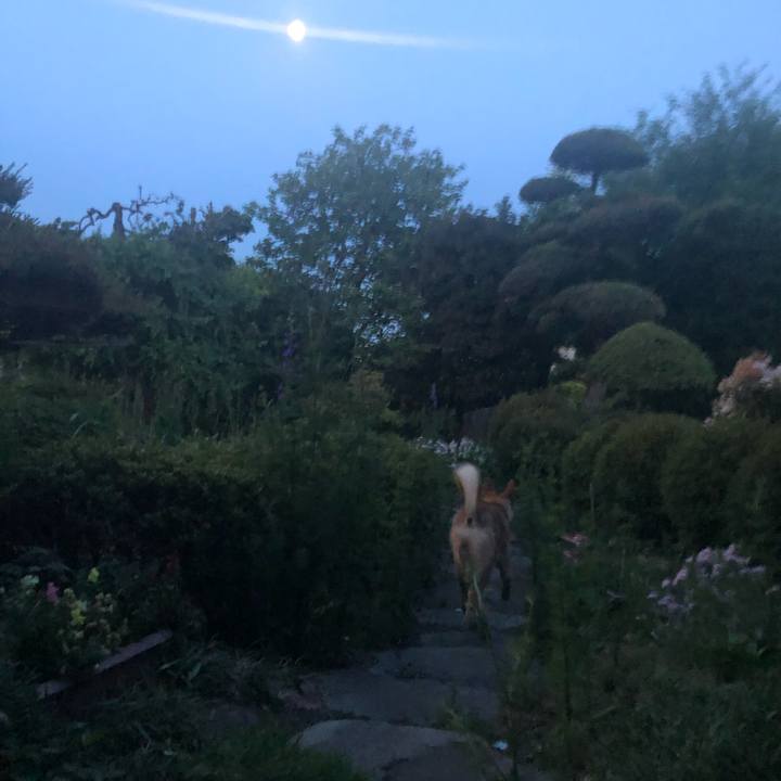 7d60f98d a617 4560 a873 053d5affa6ee 1558162237146