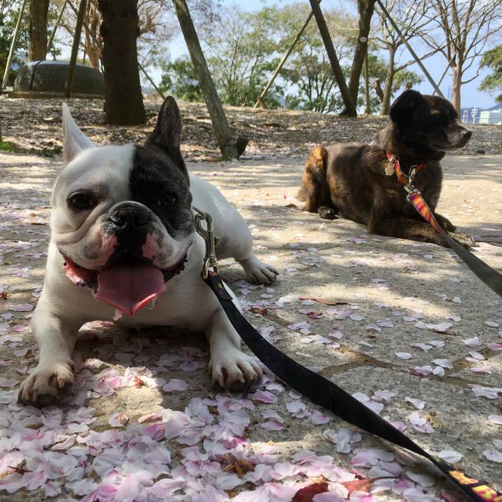 7d62178e 8af7 4998 a5fb 1e7c699afebe 1526779489327