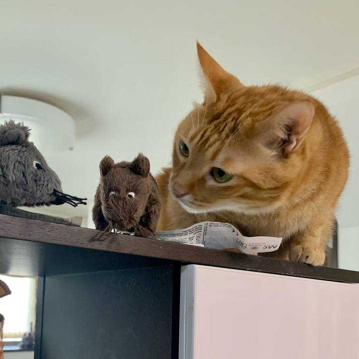 7d625341 a72d 474a aeab b7b4ced80d9d 1628900246821