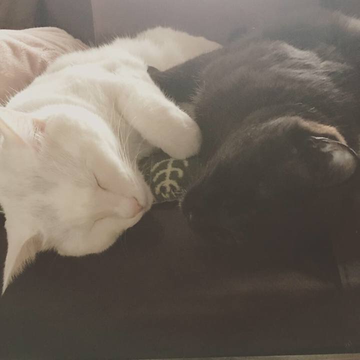 7d63382e 65fb 4abd ba3a f8ffe59e2776 1550545463261