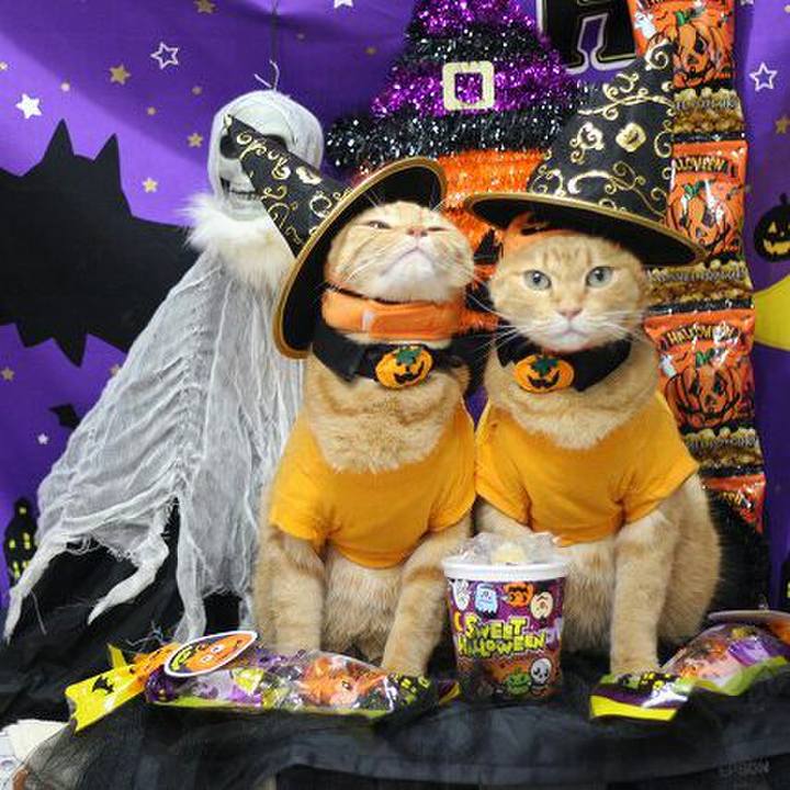 7d64ed36 823d 48ed b228 313b70386b81 1540915903599