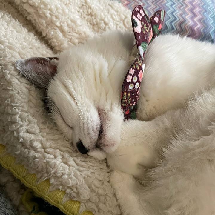 7d688da6 f8d3 49f9 a294 783c14a21d0a 1679795750568