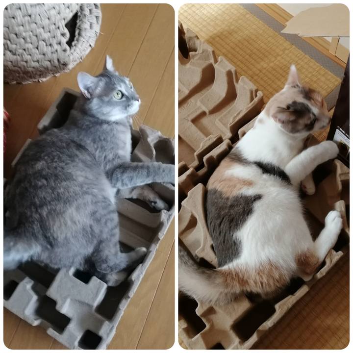 7d68c067 82a1 4e09 82ef b865e8330c4c 1546441358145