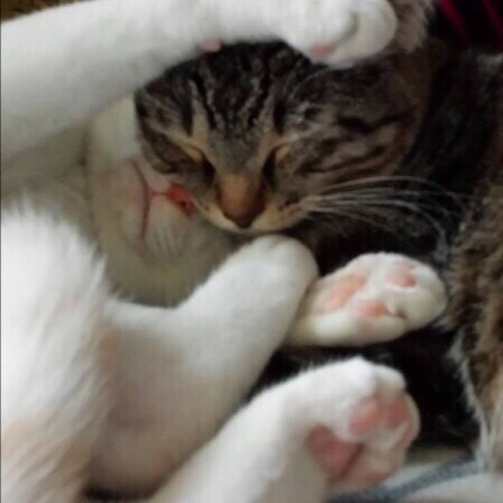 7d6c73e4 b8d6 4031 ba31 33f19f2feac4 1547272541716