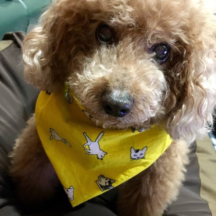 7d70026e 14af 4c51 968d ac5dac545347 1521634590487