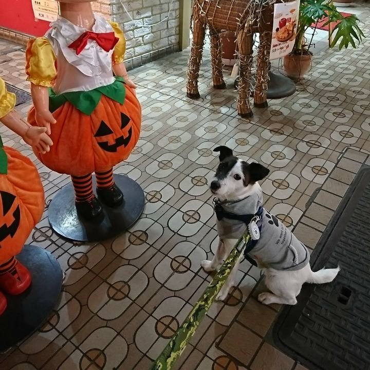 7d70e0b6 0aa6 4d4d 8046 5827b5c7d584 1507722203861