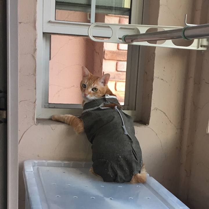 7d72795a 630d 4e1e b52f eec209ebd1c6 1535540093507