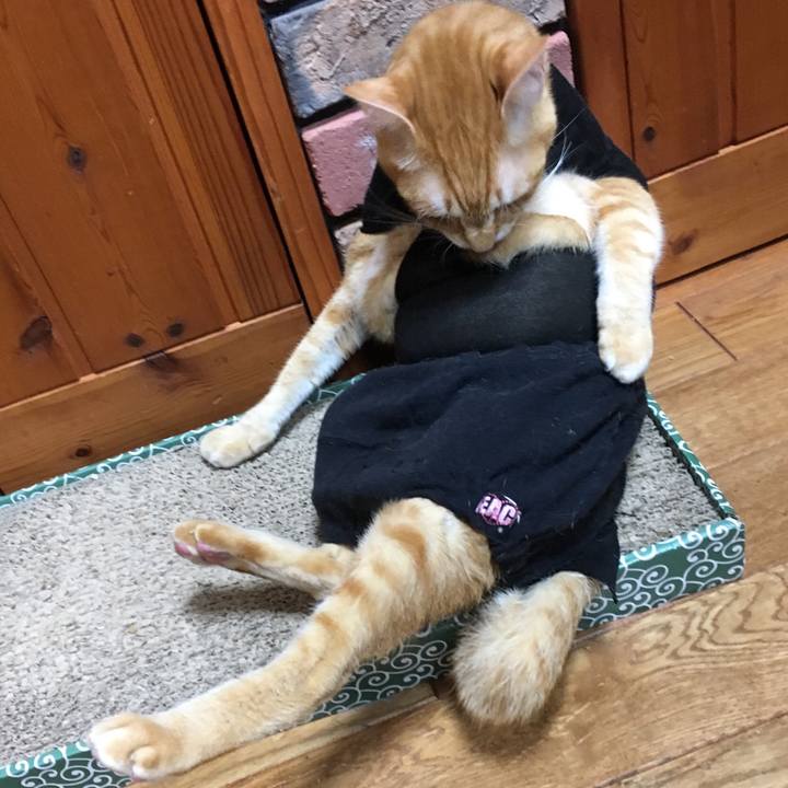 7d743b97 f28d 4602 8578 b8f97e14ae3e 1510230514667