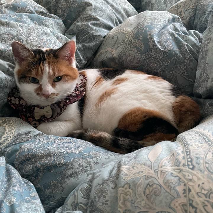 7d77099e 36e0 4962 854f e96c530a58c7 1763595069212