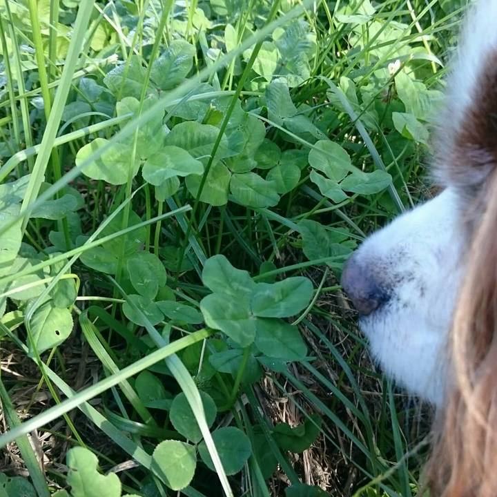 7d77771c 0830 4693 b54a 1b9b80baffd4 1529359075829