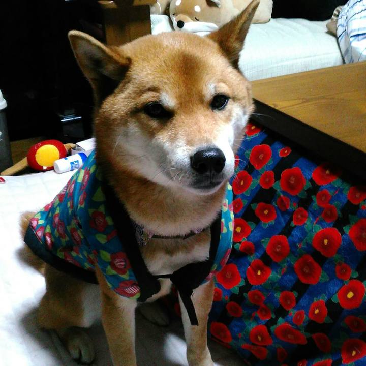 7d778992 326f 4330 aef1 12b0ed9b03a5 1519295069038