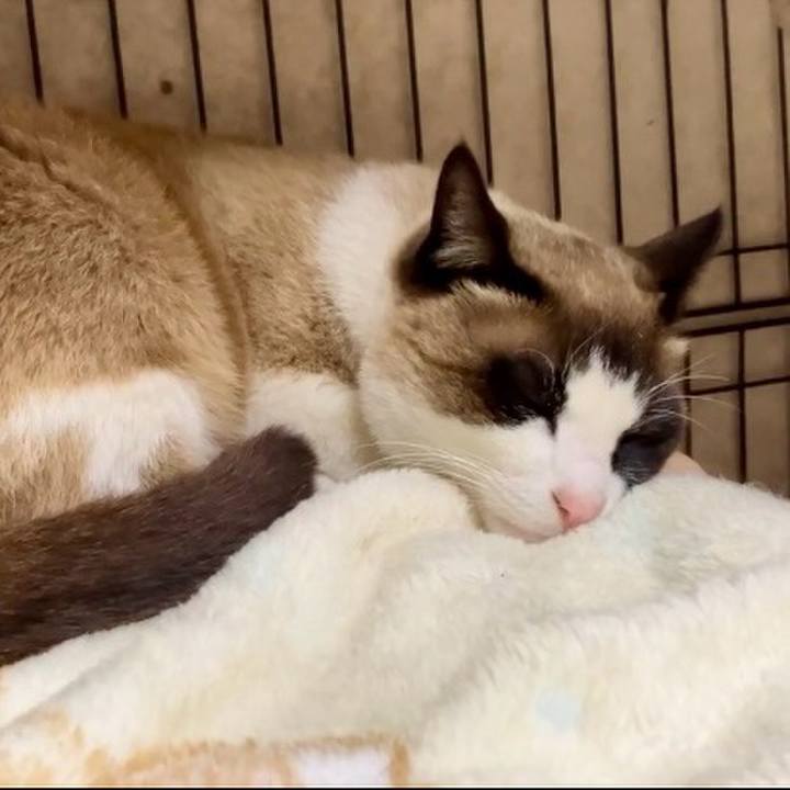 7d7824a9 335e 418d 9b47 6e253bcfae50 1743846868788