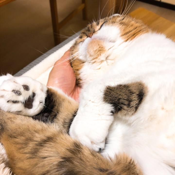 7d78e621 7115 40e9 b799 2f81d6e5595f 1552139880844