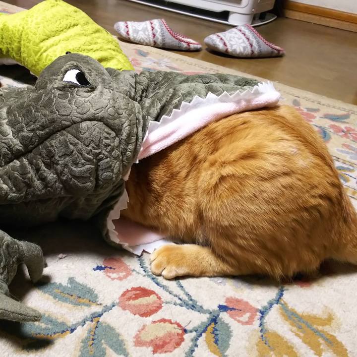 7d82b0f4 af87 4e22 bf39 1bf639f15565 1551619456868