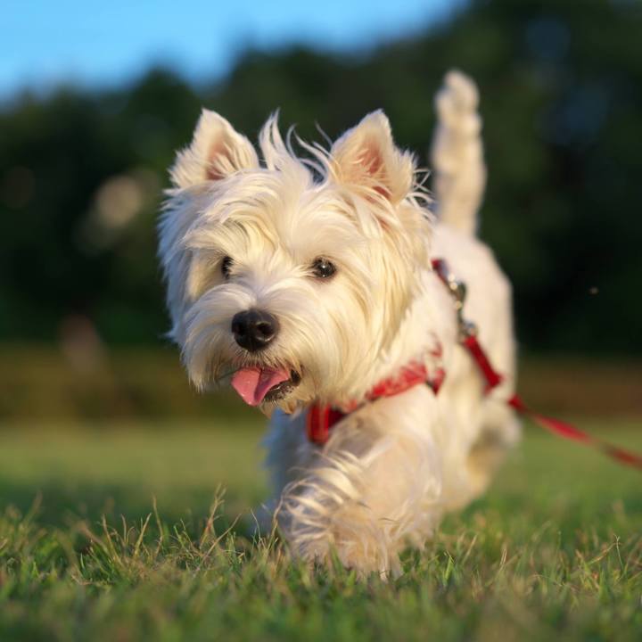 7d84367f 3e06 4c9d 9eed 2b8bb1a1959b 1532952065252