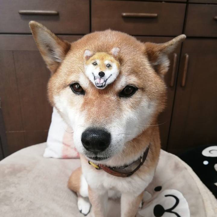 7d877116 10d7 416c b039 7835c7c456cb 1584419617013